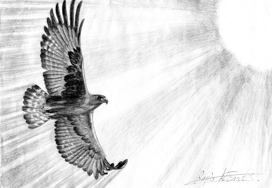 Eagle Fly Free By Lapis Lazuri On Deviantart Eagle Fly Free By Lapis Lazuri On Deviantart