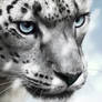 Snow Leopard - Snow ver.