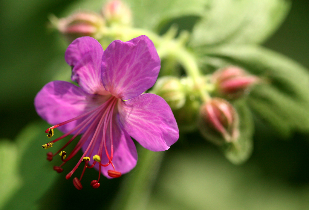 Geranium in sun