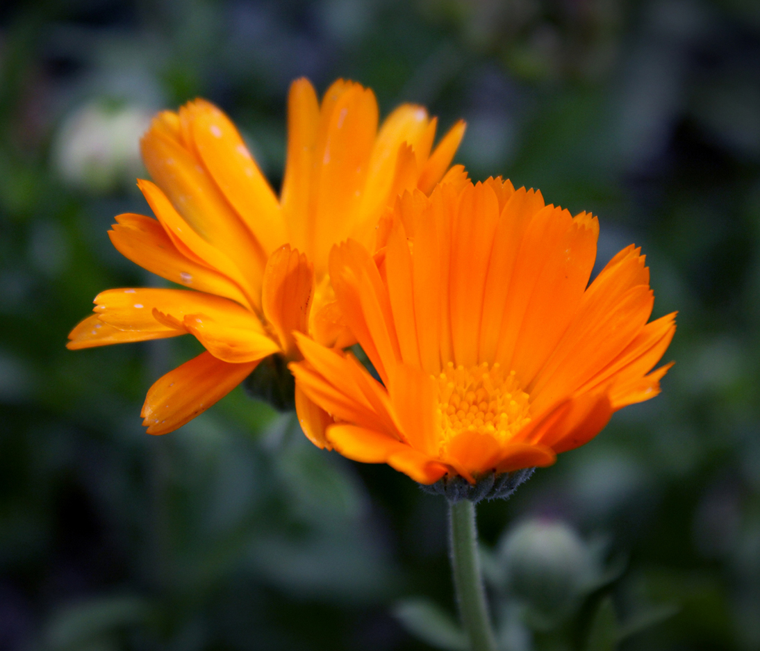 The most orange flower 2