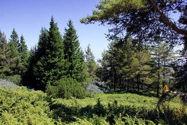 Trees and shrubs on Vitosha
