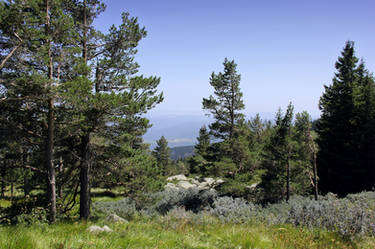 Trees and shrubs on Vitosha 2