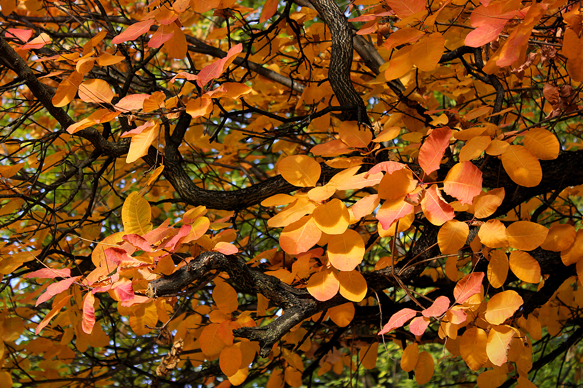 Apricot in colour