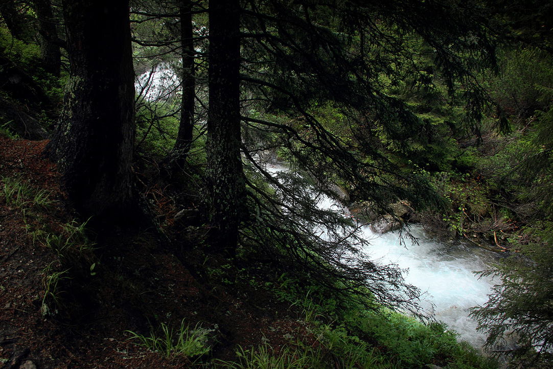 River in the shadowy forest