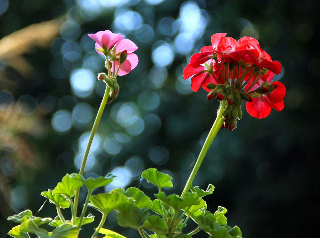 Pelargoniums