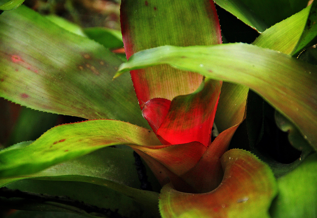 Vivid Guzmania