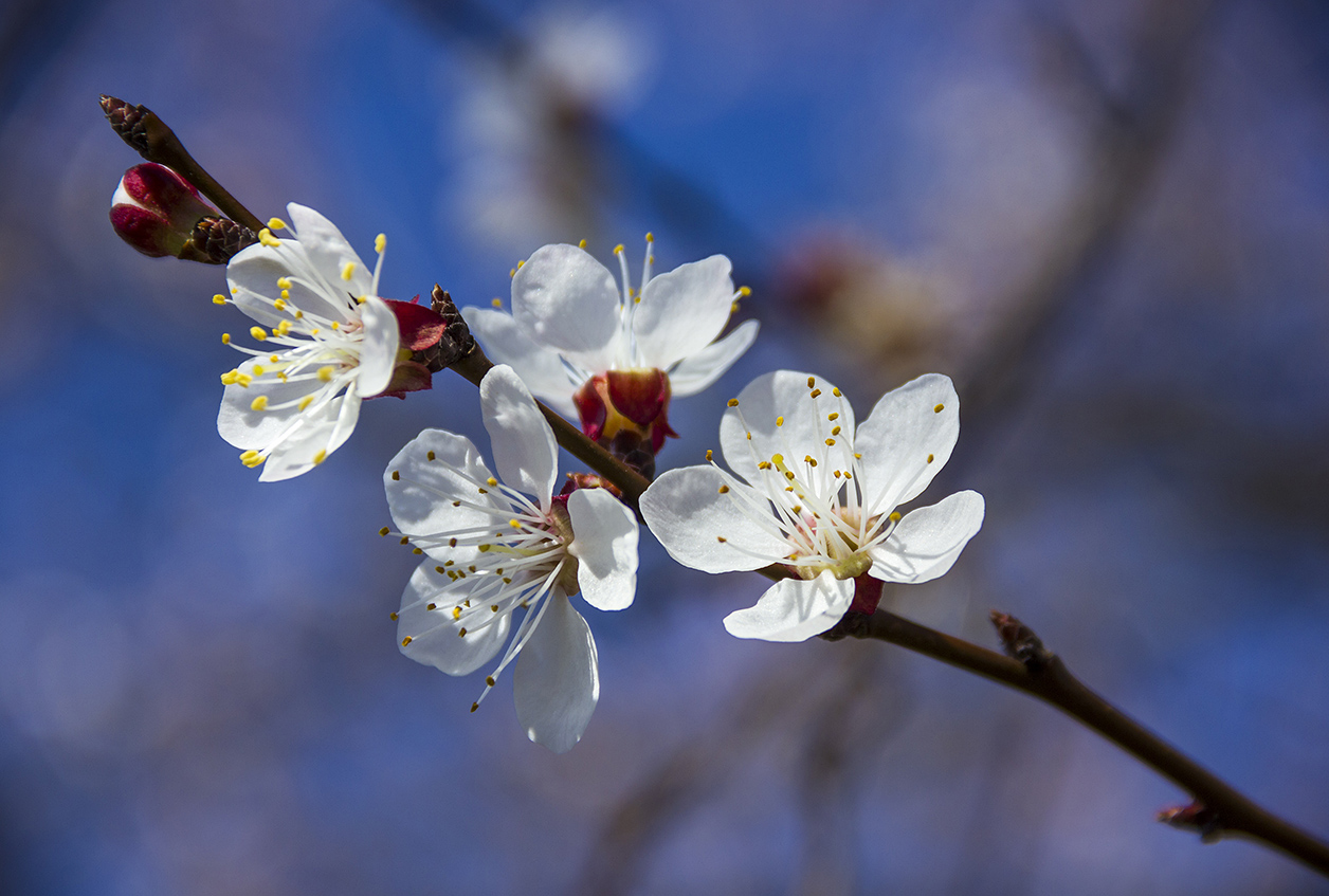 Elegance of spring