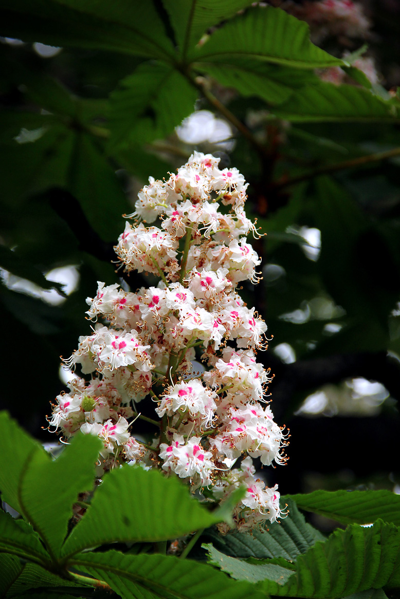 Aesculus hippocastanum