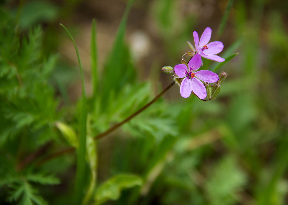 Erodium cicutarium