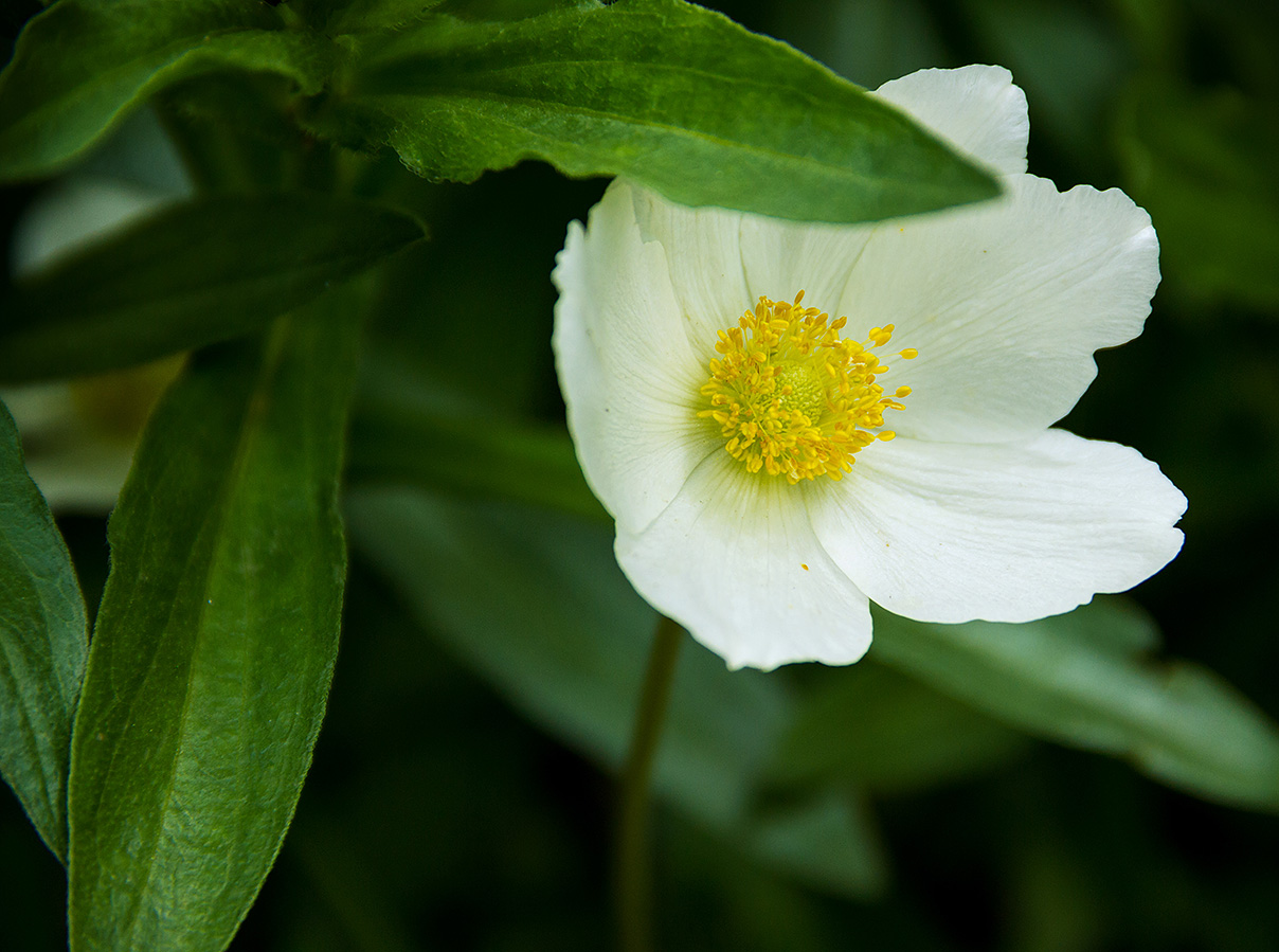 Peeping anemone