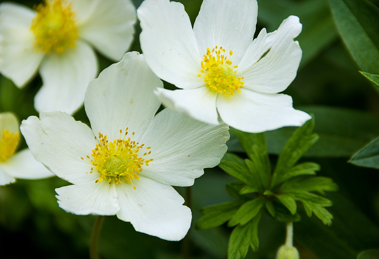 Anemones