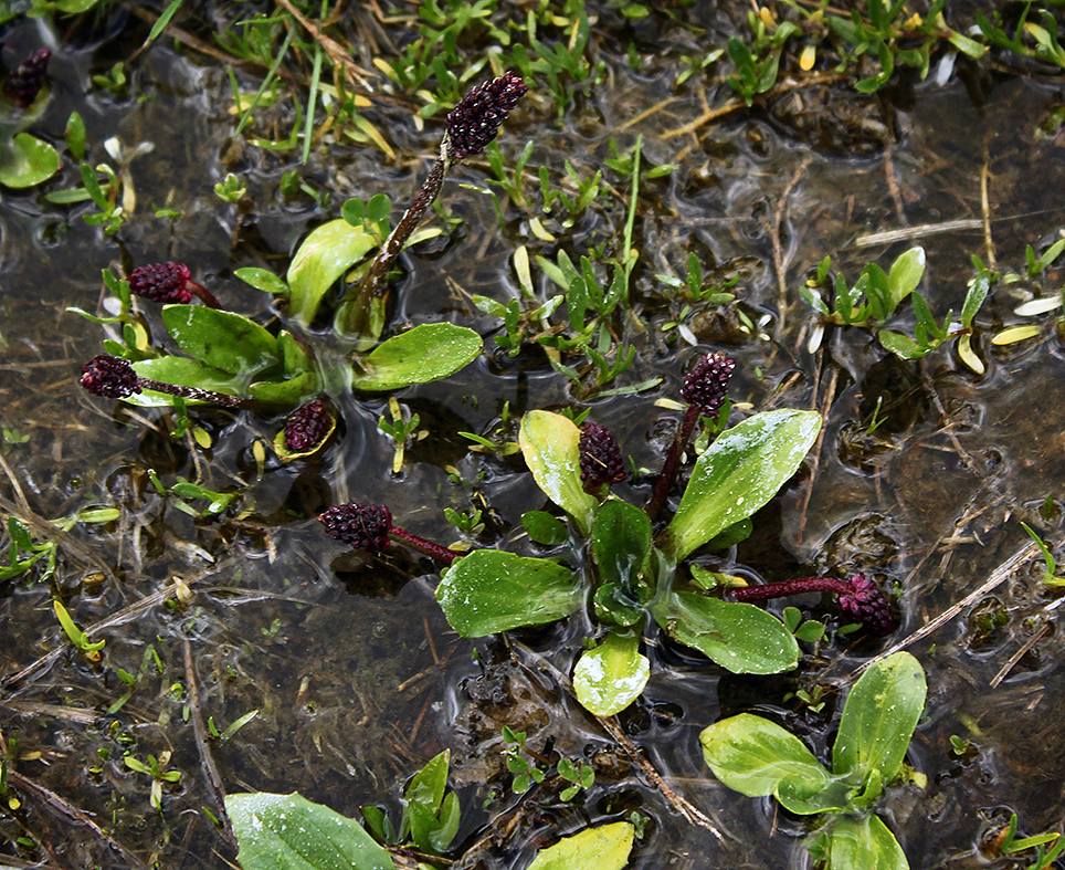 Plantago atrata