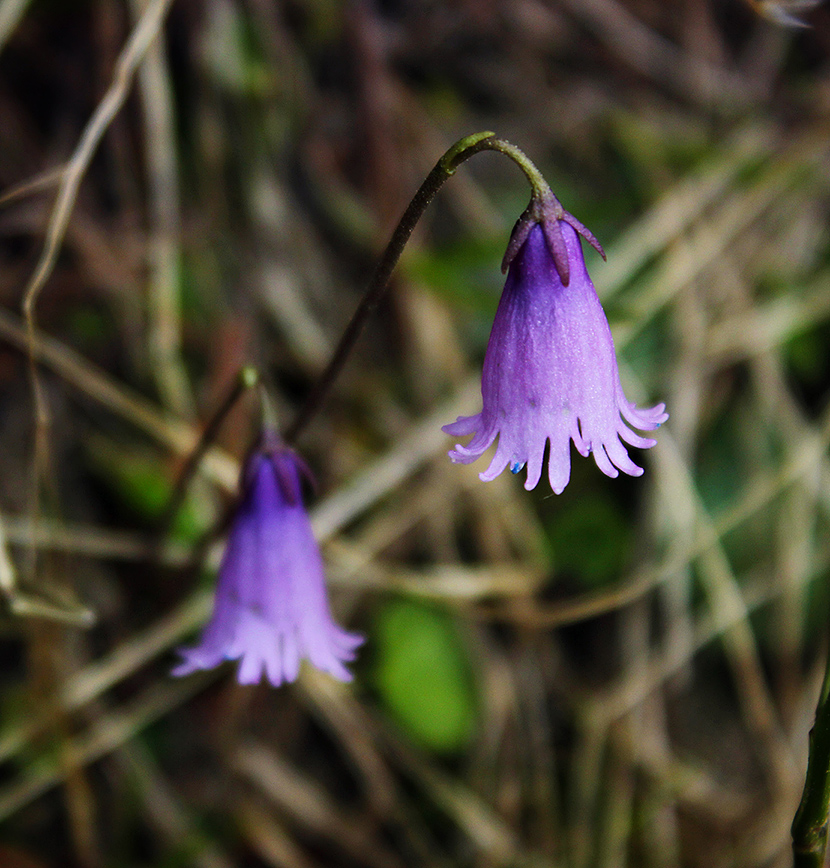 Soldanella pusilla 3