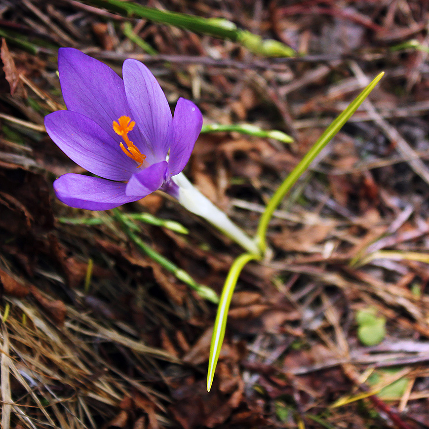 Crocus veluchensis 4