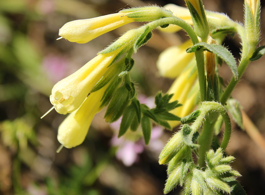 Onosma echioides ssp. heterophylla 3