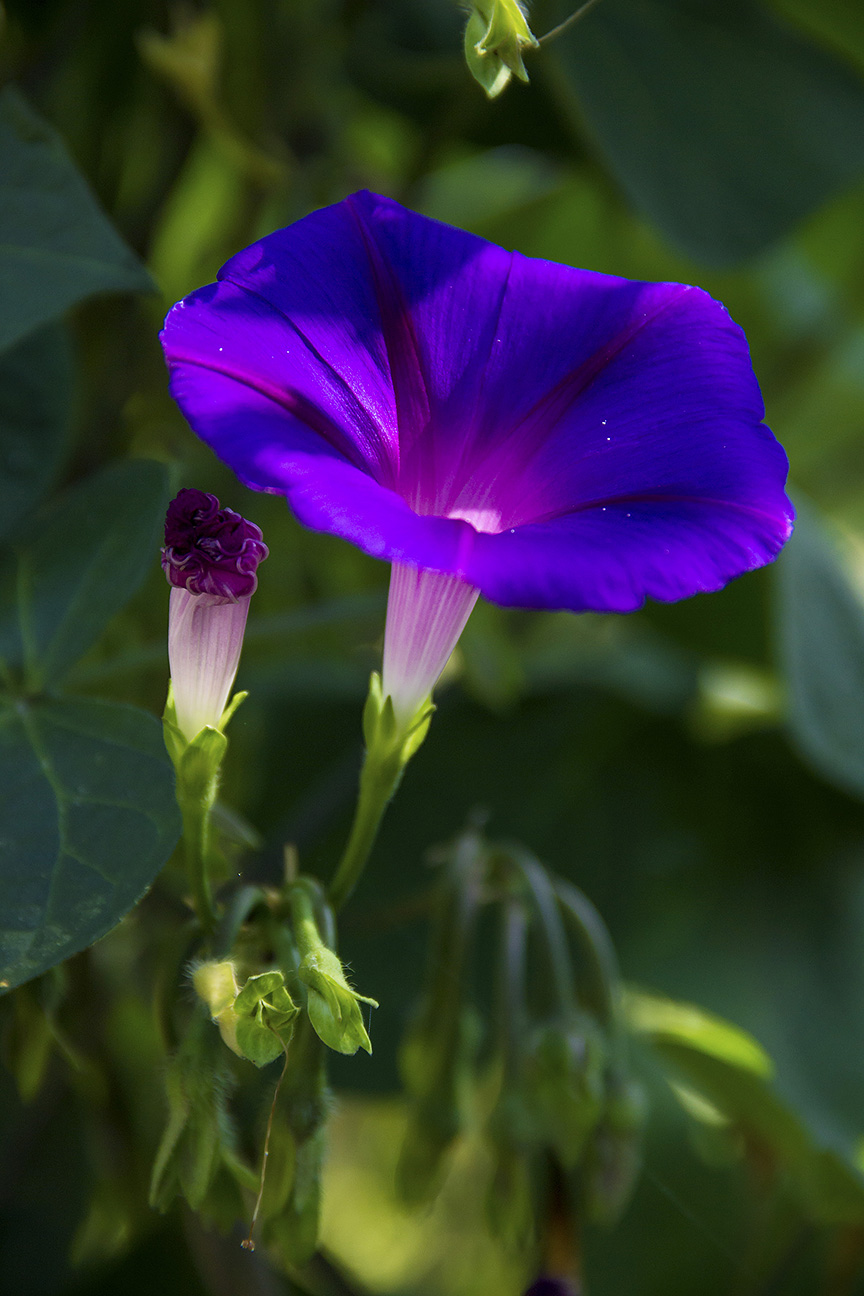 Morning glory 2