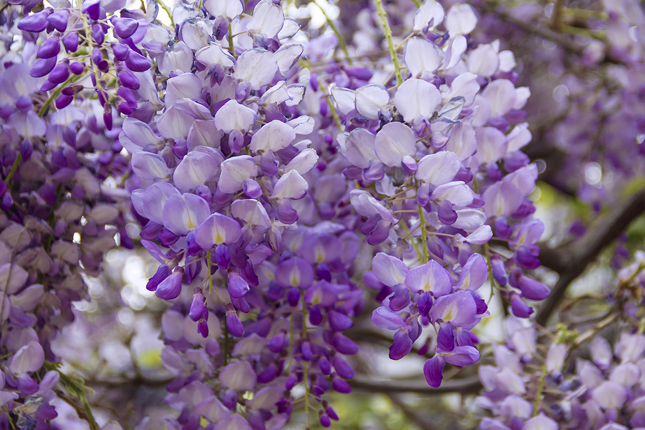 Wisteria 2