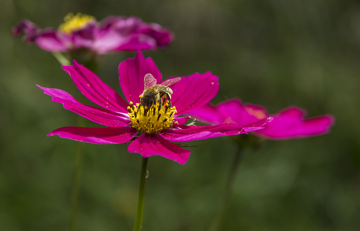 The Bee and the Flower 2