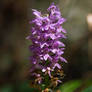 Orchid in sunlight