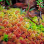 Rainbow moss 2