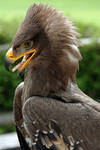 Steppe Eagle Aquila nipalensis head