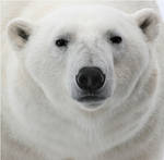 Polar-bear-face