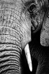 Mono+close-up+of+half+African+elephant+head