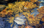 fucus_and_rocks_2_by_lapis_lazuri_de6oobd_fullview.jpg