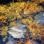 fucus_and_rocks_by_lapis_lazuri_de6oobf_fullview.jpg
