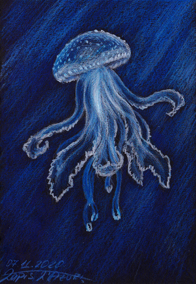 Jellyfish