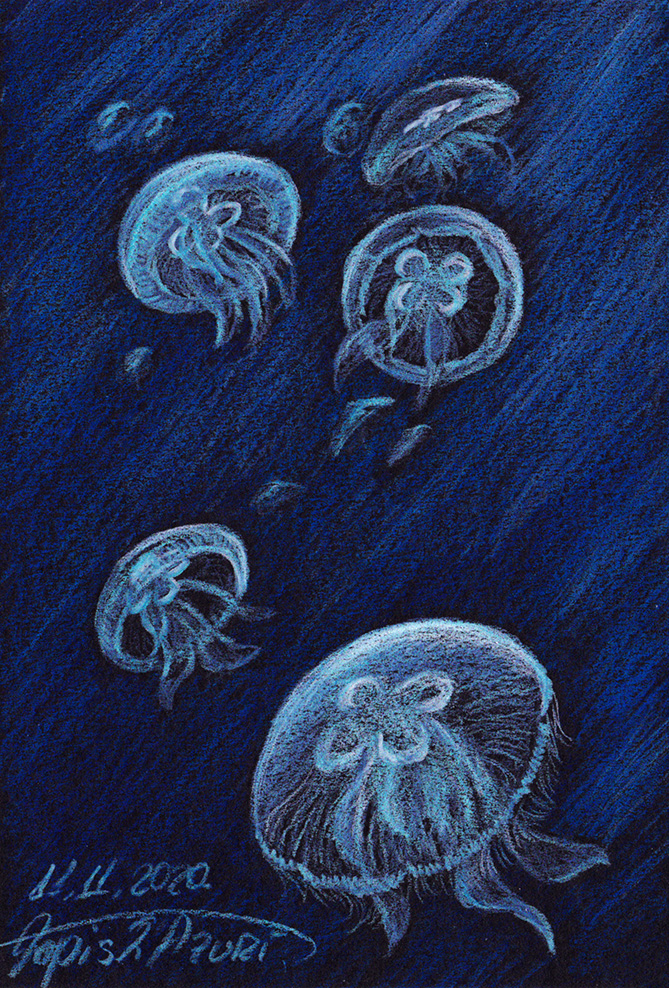 Jellyfish 2