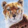 Cheetah