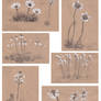 Plant sketches 02