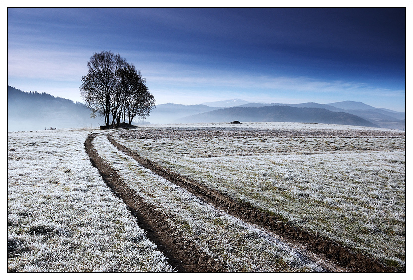 Frozen Tree...