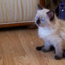 Blue eyes, black nose