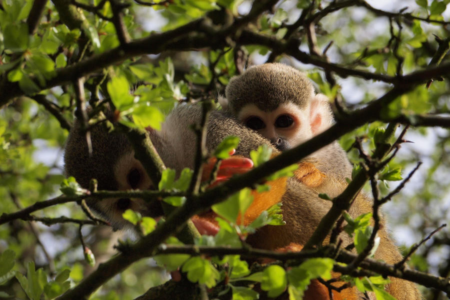 Baby squirrel monkey