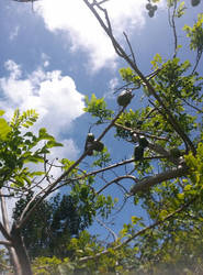 Clouds and fruit