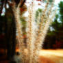 Glow Weed