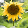 Smiling sunflower