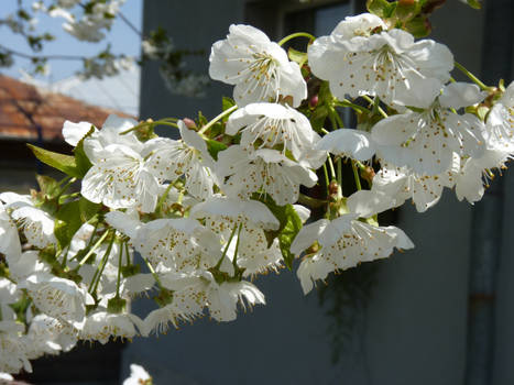 Cherry tree flowers