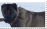 kangal dog stamp