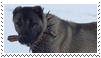 kangal dog stamp by goredoq