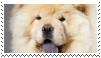 chow chow dog stamp