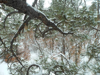 Woods In Winter X
