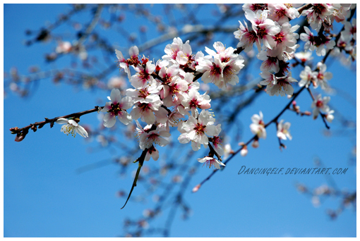 Almond tree flowers