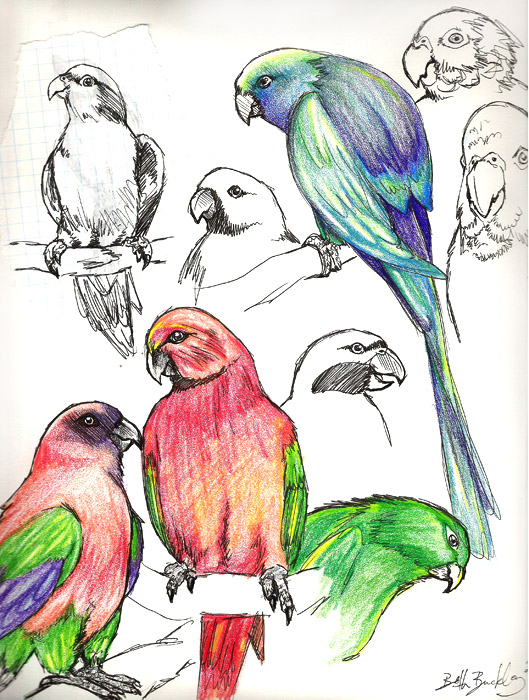 Parrots.