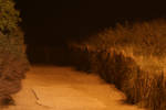 Dunes pathway stock photo by Anthey