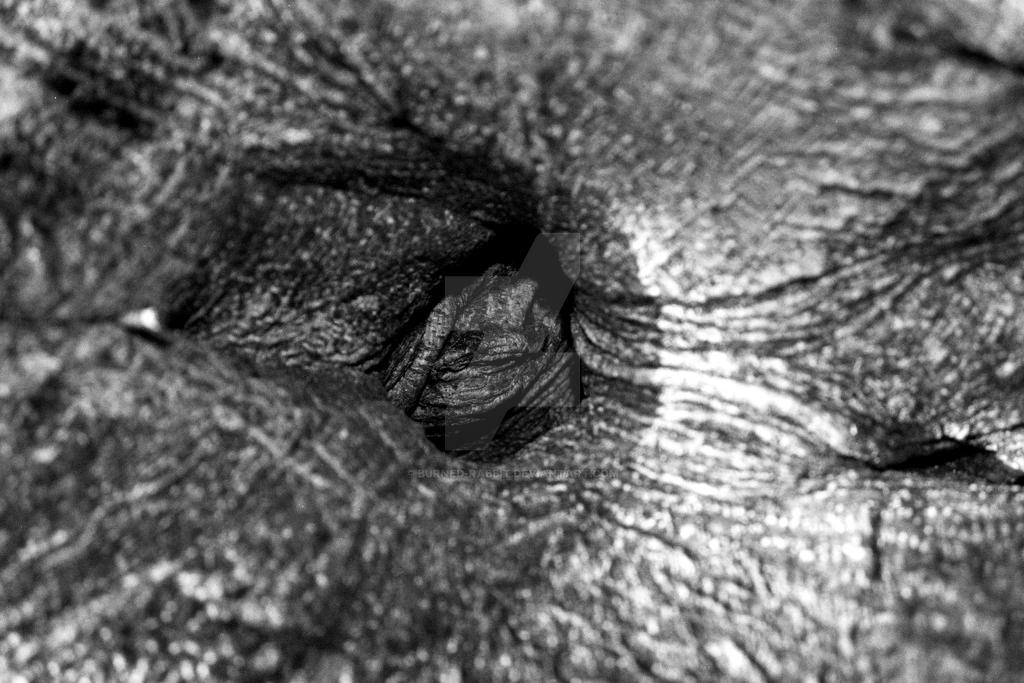 Burned Rabbit Tree-12 by Burned-Rabbit on DeviantArt