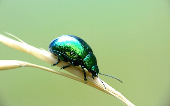 Chrysolina graminis