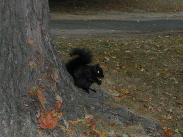 Black Squirrel